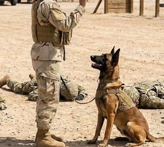 Uncontrollable after sending four handlers to the ER, the war dog finally obeyed when a female veteran gave one command.